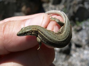 Samička jašterice ( Podarcis liolepis ). Leiza, 14.00 hod.