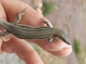 Samička jašterice Podarcis liolepis.