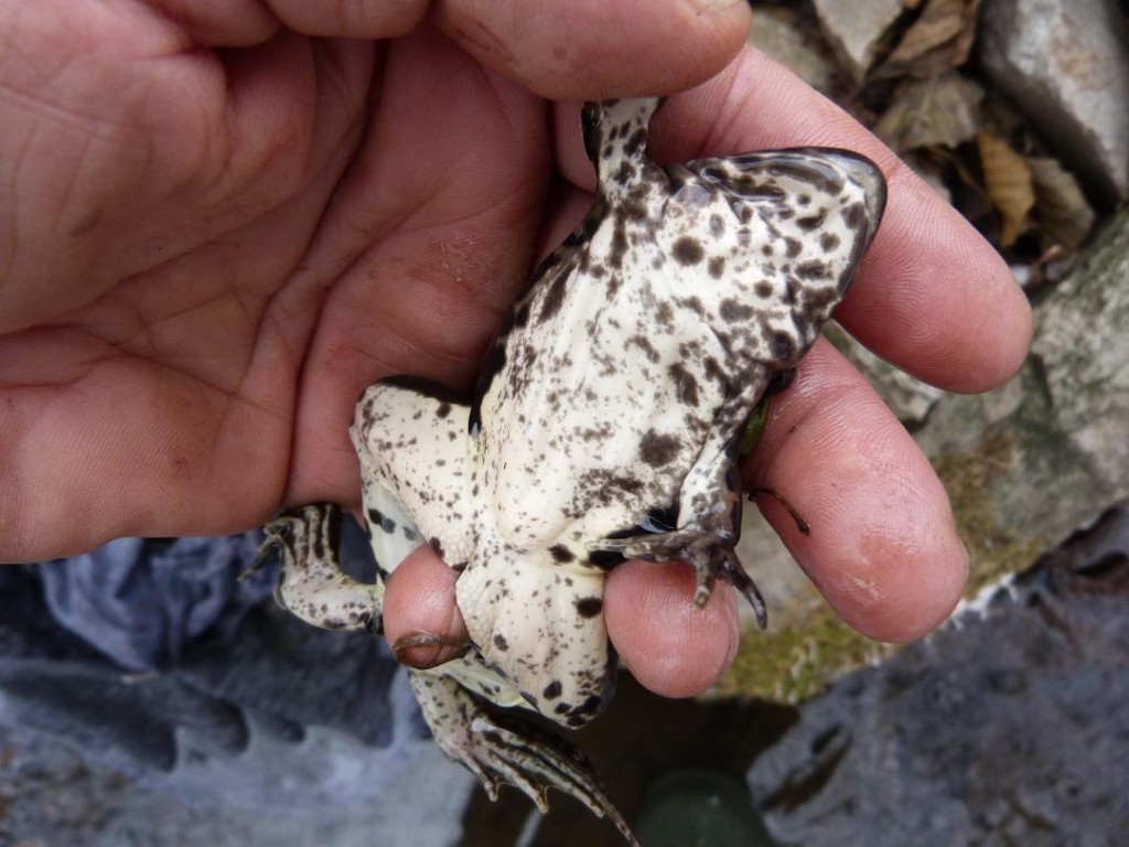 Skokan Pelophylax sp. Olvár, 23.12.11.