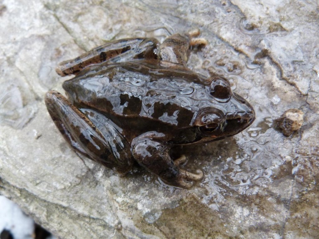 Skokan Pelophylax sp, Olvár. 23.12.2011.