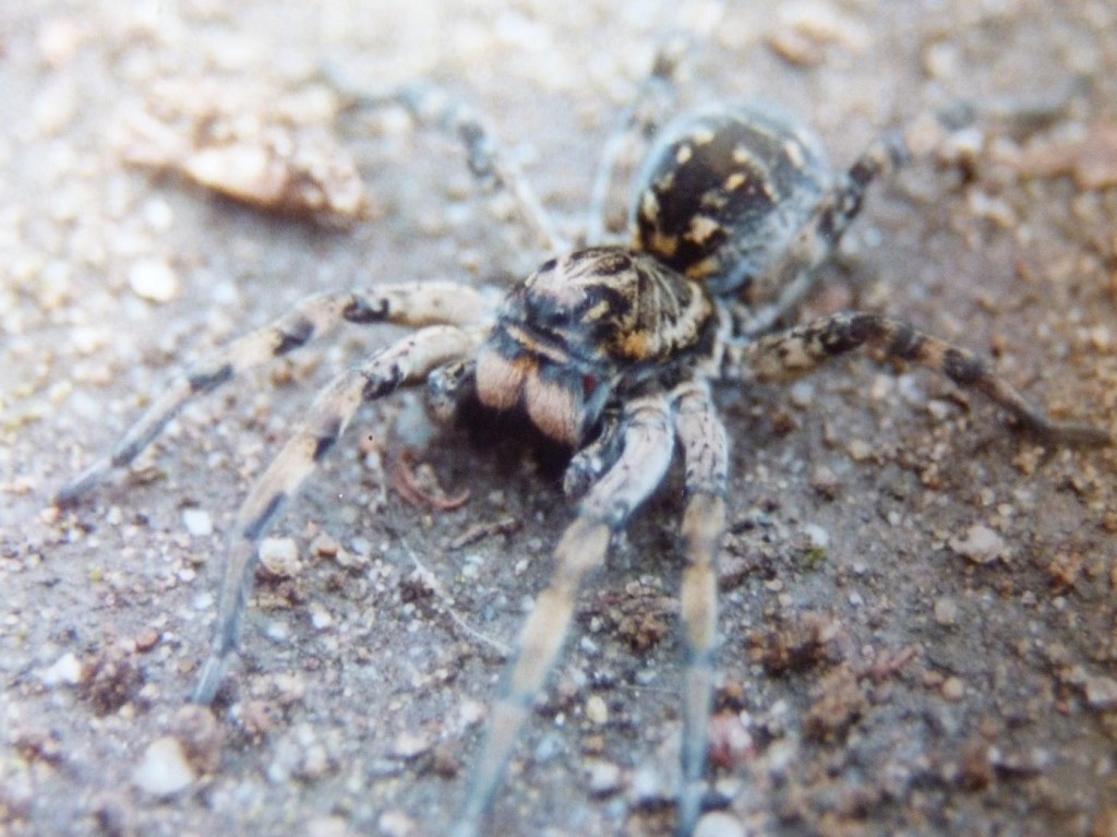 Lycosa singoriensis