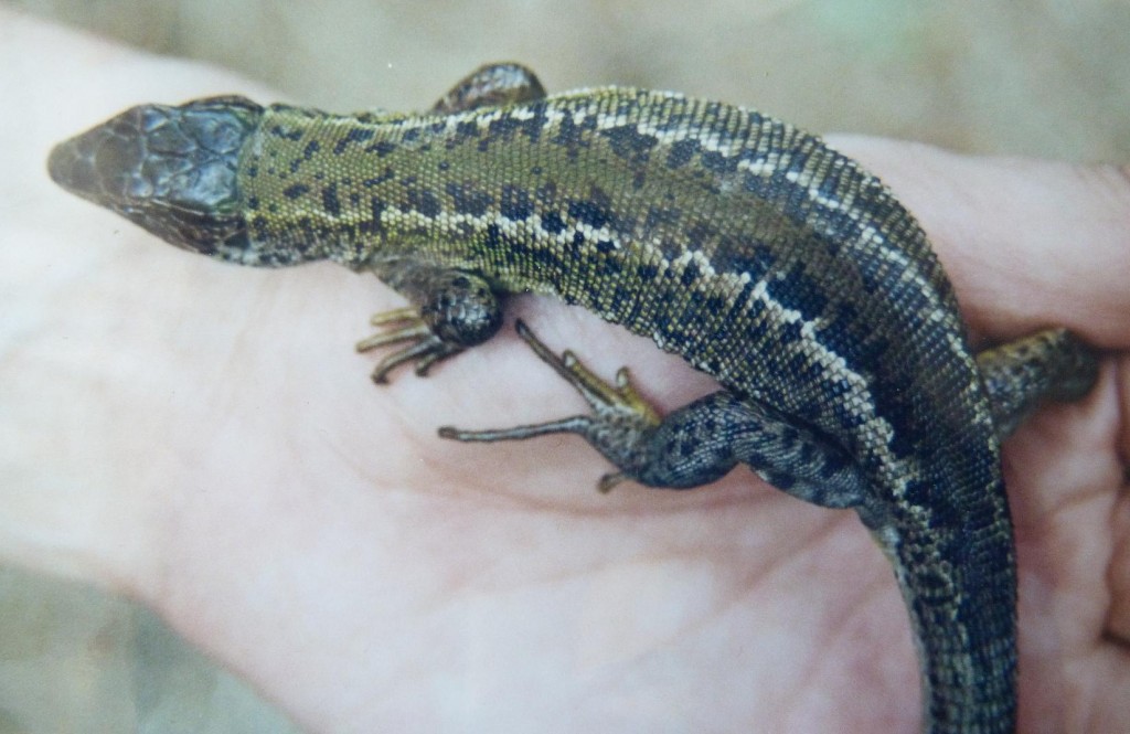 Jašterica zelená, samička ( Lacerta viridis ).