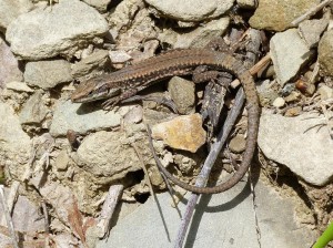 Samica jašterice múrovej ( Podarcis muralis brogniardii ), lokalita La Marea.