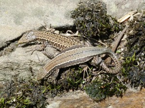 Dole samec, nad ním samica jašteríc múrových ( Podarcis muralis brogniardii ), lokalita La Marea.