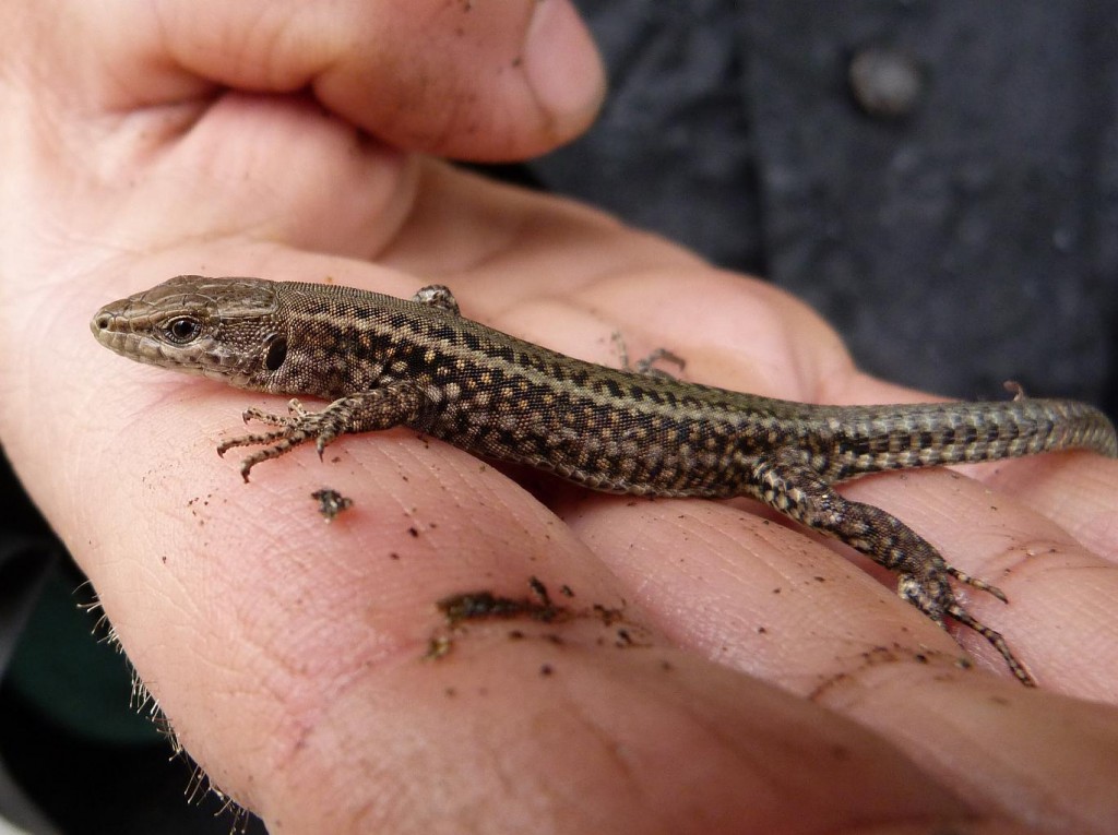 Mláďa Podarcis hispanicus, ktorého som našiel pod kameňom. Lokalita Lago de Sanabria.