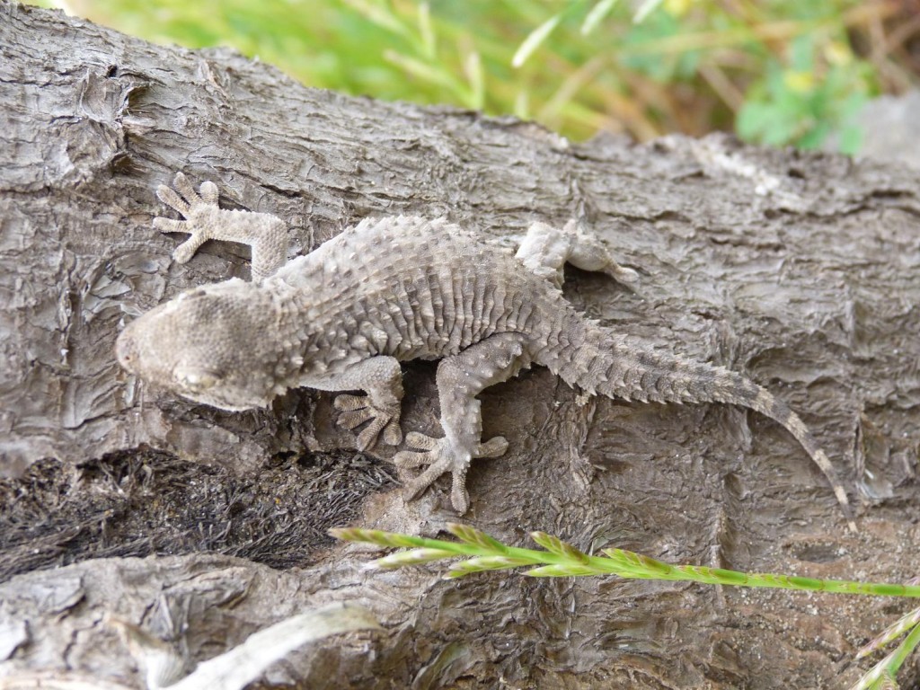 Krásne maskovaný gekon múrový ( Tarentola mauritanica ), lokalita Torre de la Higuera.