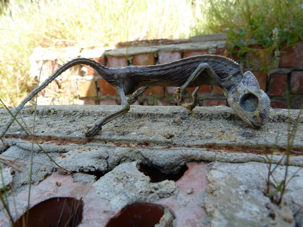 Môj jediný ulovený chameleón ( Chamaeleo chamaeleon ) v parku mesta Mazagón.