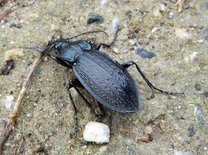 Chrobák ( Carabus rugosus boeticus ), ktorého Radek v Španielsku nenašiel. Ja som ich našiel tri. 