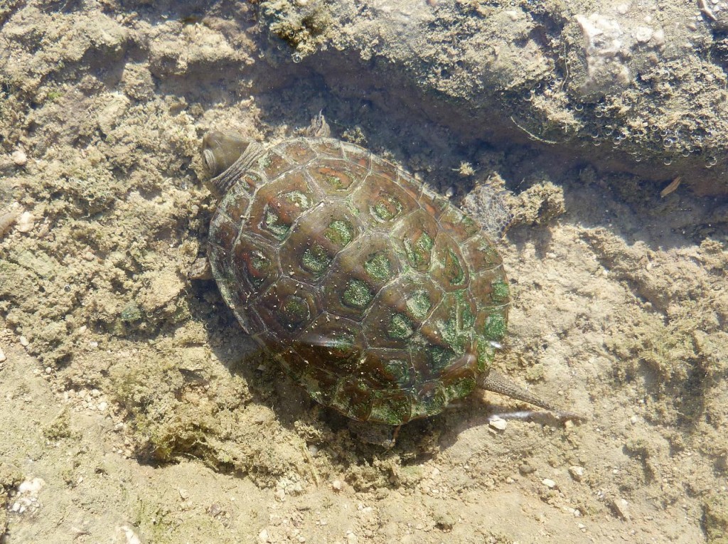 Malá korytnačka Mauremys leprosa z rieky Rio Guaro južne dediny Alfarnatejo.