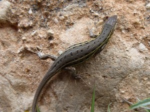 Elche de la Sierra Psammodromus sp. (edwardsianus-hispanicus?).