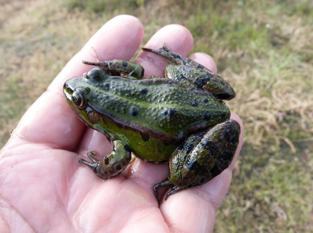 Skokany zelené ( Pelophylax esculentus ), zdravý.