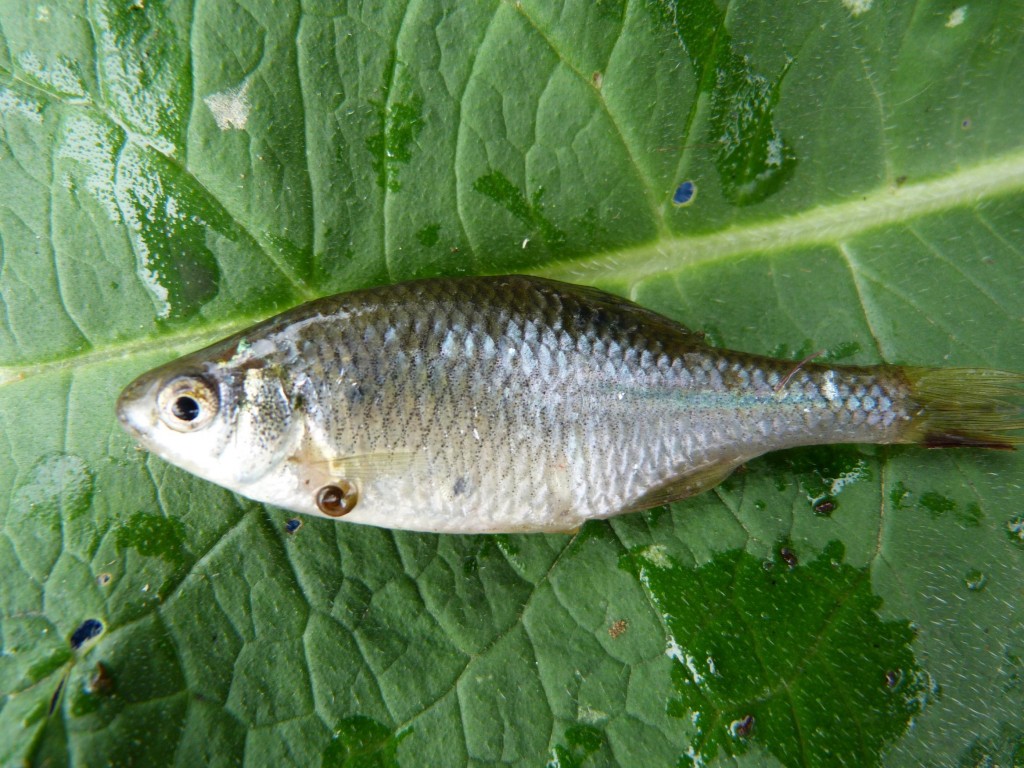 Lopatka dúhová ( Rhodeus sericeus ).