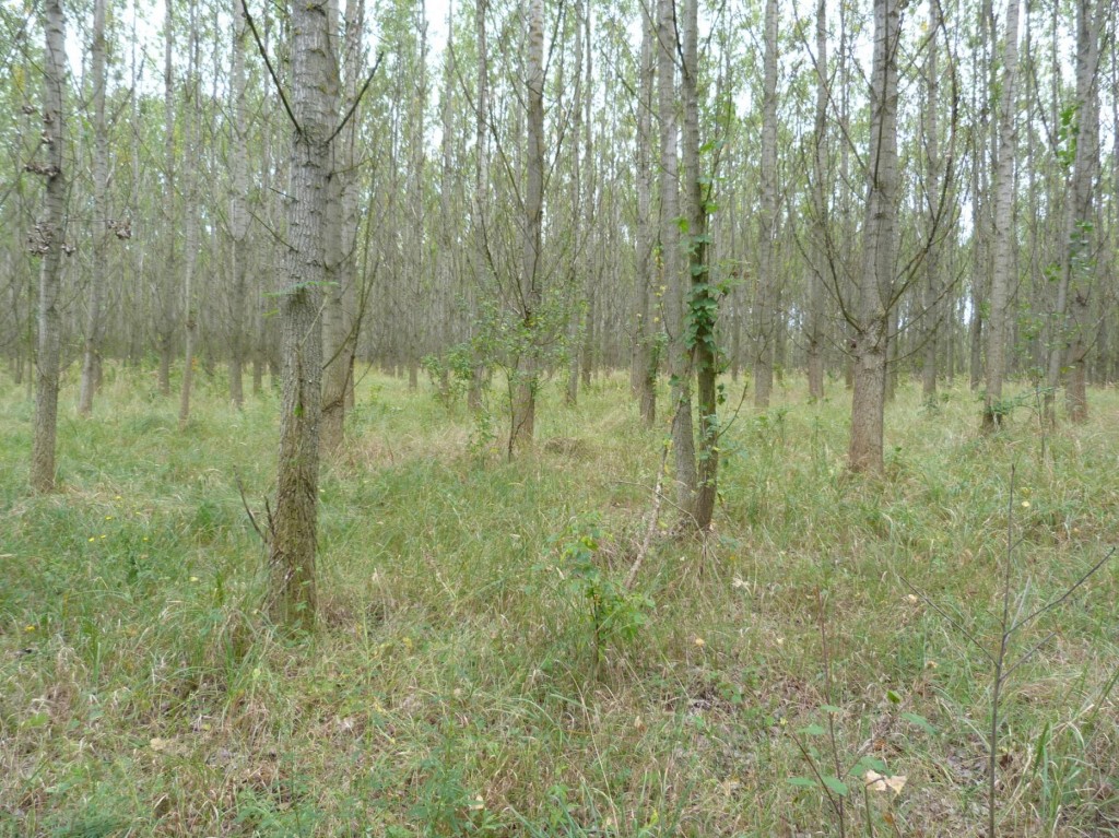 Na jednej strane poľnej cesty sú topole na suchej dune. Naproti je vlhkomilnejšia divoká vegetácia. Otázkou je: Ktorá vegetácia je tu prirodzená?