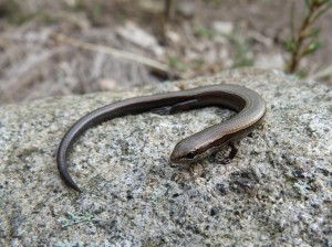 Krátkonožka štíhlá ( Ablepharus kitaibelii ) zo Šomošu, videl som tu 4 dospelé scinky a jedno mláďa. Ešte som videl mláďatá jašterice zelenej ( Lacerta viridis ), ale žiadne dospelé a jednu užovku fŕkanú ( Natrix tessellata ).