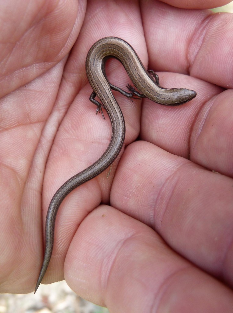 Samec krátkonožky ( Ablepharus kitaibelii ), ktorého som konečne našiel na Veľkom vrchu 282,2 m.n.m.