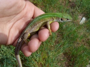 Samička jašterice zelenej ( Lacerta viridis ), Tápiószentmárton.