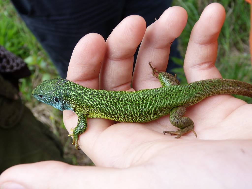 Samec jašterice zelenejé ( Lacerta viridis ), vľavo samica, vpravo samec - lokalita Tápiószentmárton.