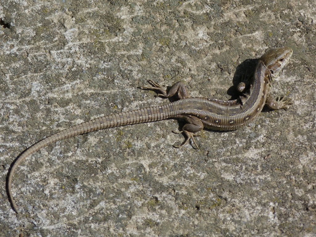 Obrázky jašteríc krátkohlavých ( Lacerta agilis argus ), samičky, Zatín.