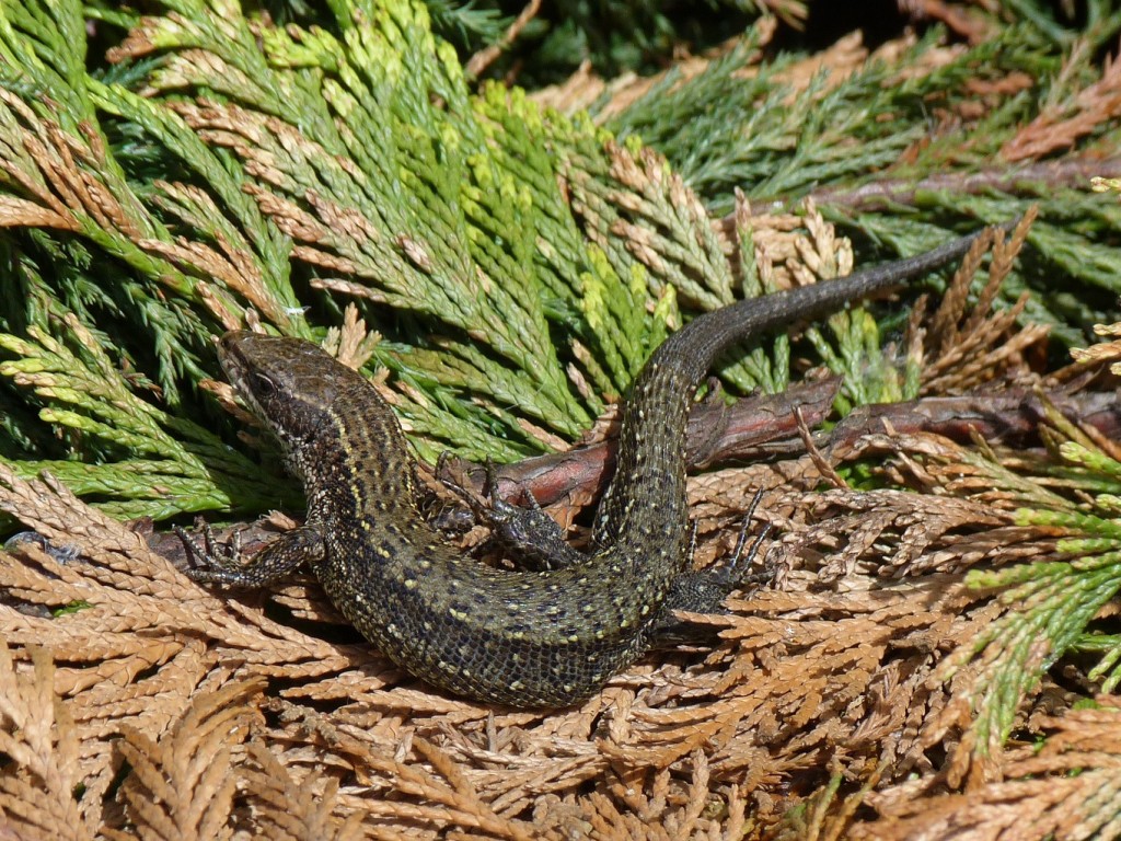 Jediný vyfotografovaný samec ( Zootoca vivipara ), Zatín.