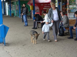 Voľne žijúci psy sú vo všetkých mestách Ukrajiny. 