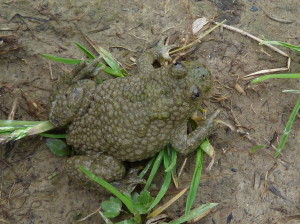 Kunka žltobruchá ( Bombina variegata ), Uriž.