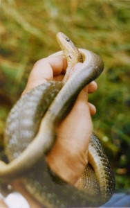 Užovka stromová, Zamenis longissimus, Kamenica nad Hronom, 24.7.1996.