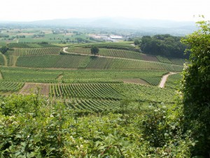 Pohľad na juh z kopca Limberg 272 m.n.m. 