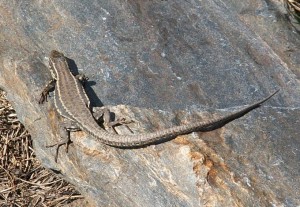 U cesty v kamennej suti som našiel iba jašterice múrové ( Podarcis muralis ) ale mimoriadne tmavé .