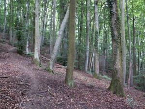 Bukový les na vrchole Limbergu. Foto 04.07.2010