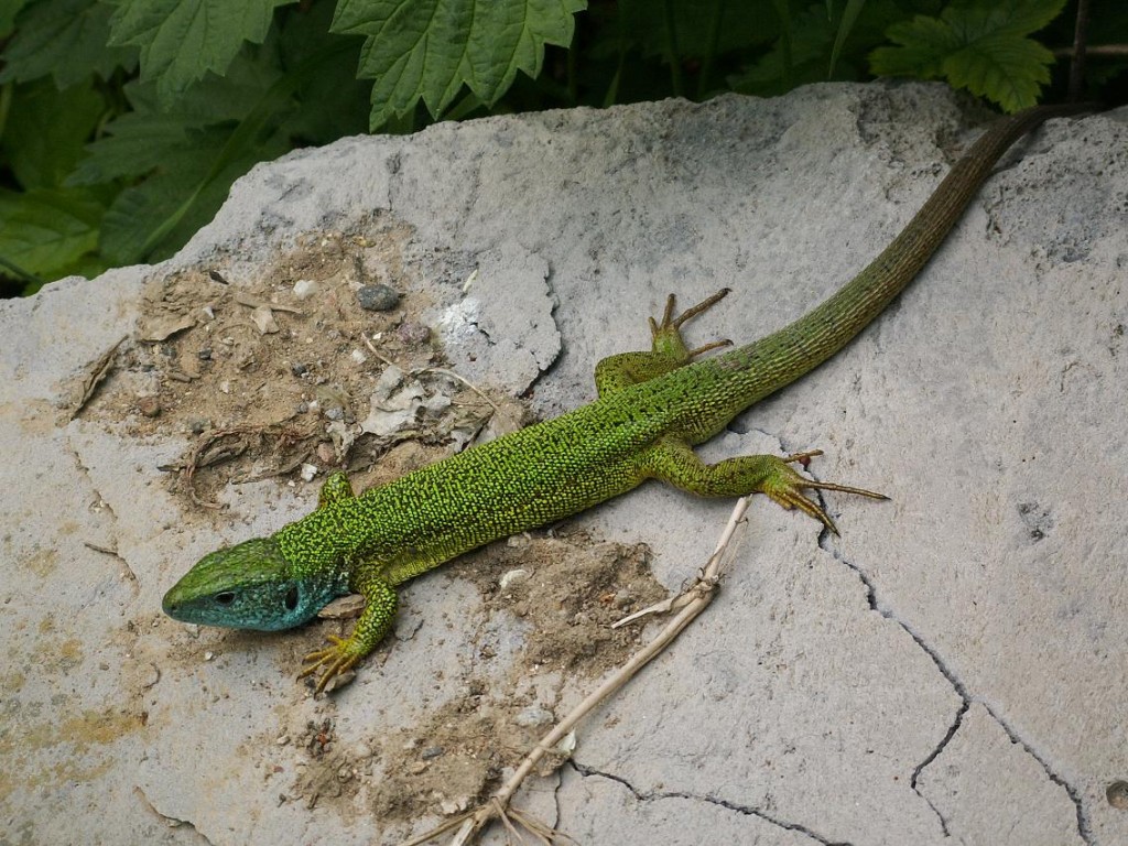 Samec jašterice zelenej ( Lacerta viridis ), Drienovo, 23.04.2011.