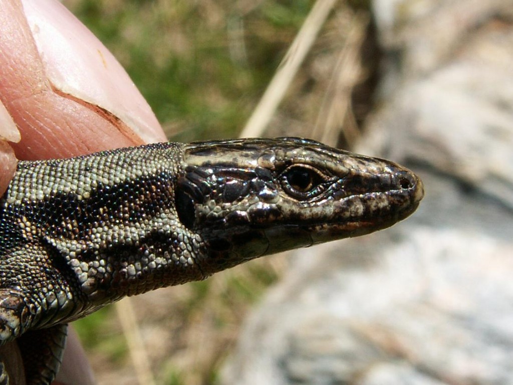 Detail hlavy samičky ( Podarcis muralis )...