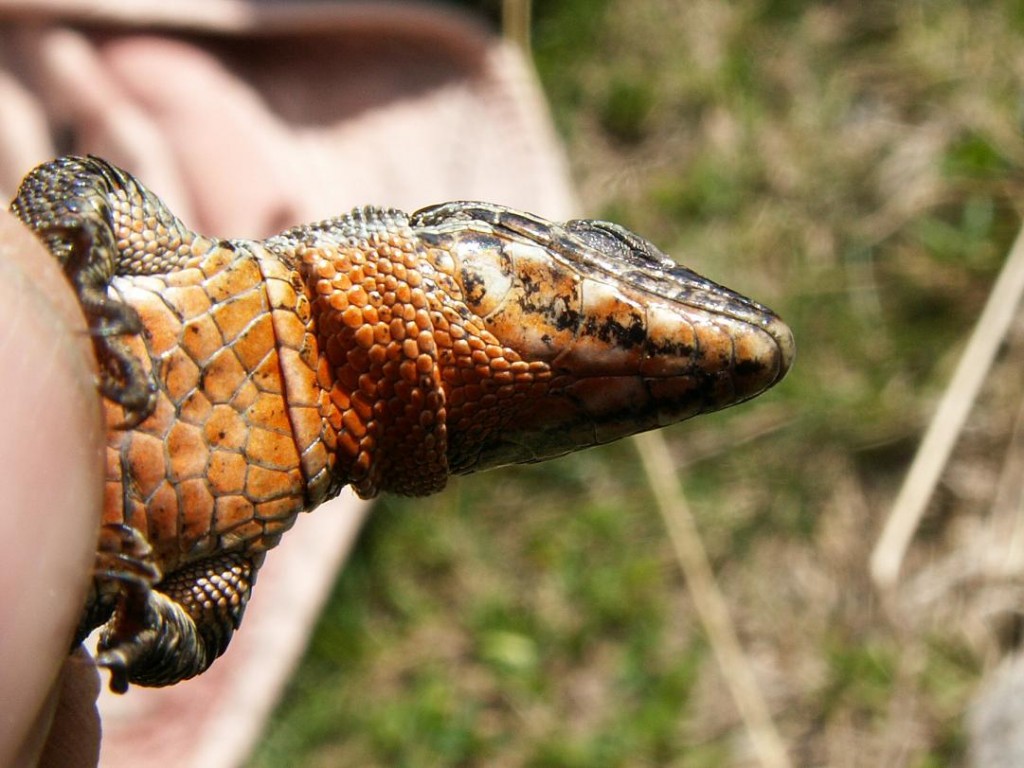 Detail hlavy samičky ( Podarcis muralis )...