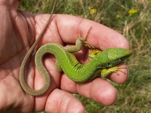 Krásny samec  jašterice zelenej (  Lacerta viridis ).