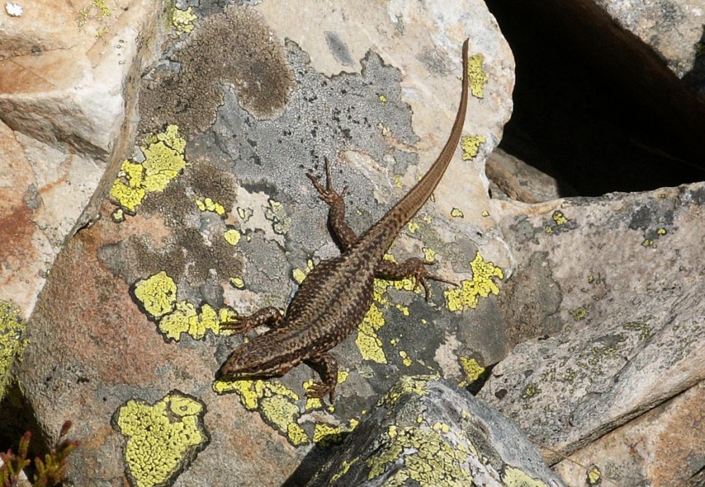 Okolo jazierka som našiel iba jašterice múrové (Podatcis muralis ).