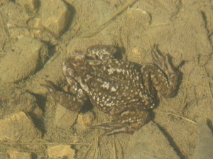 Ropucha bradavičnatá ( Bufo bufo spinosus ) z jazierka.