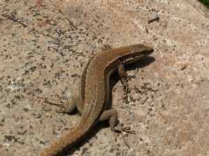 Samička, jašterica múrová (Podarcis muralis ).