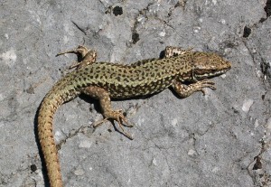 Jašterica múrová, samec ( Podarcis muralis ).