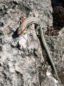 Jašterica španielska, mláďa ( Podarcis hispanicus ).