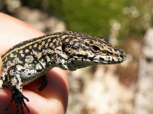 Jašterica španielska, samec ( Podarcis hispanicus ).