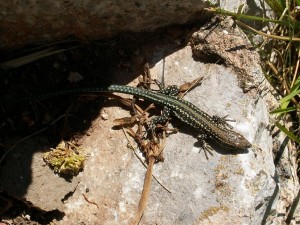 Jašterica španielska, mláďa ( Podarcis hispanicus ).