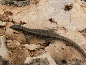 Prvá nájdená Iberolacerta monticola cantabrica pod kameňom, samička.