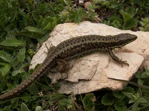 ...I. monticola cantabrica. Mali radi južne orientované svahy.