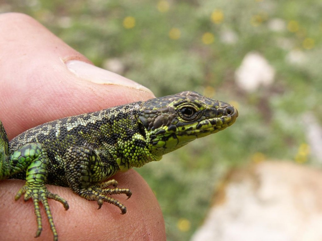 ...samec Iberolacerta monticola cantabrica.