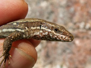 Jašterica múrová ( Podarcis muralis ).