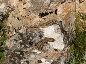 Hore jašterica múrová ( Podarcis muralis ), dole jašterica Podarcis guadarramae lusitanicus.