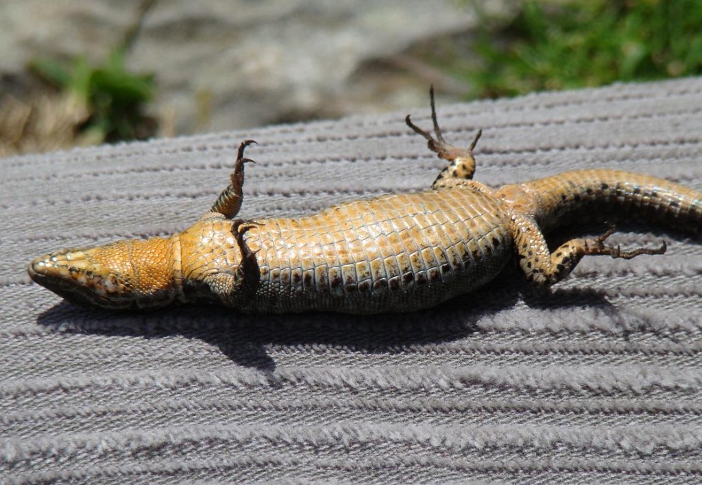 Jašterica múrová ( Podarcis muralis ), samička a jej brucho...