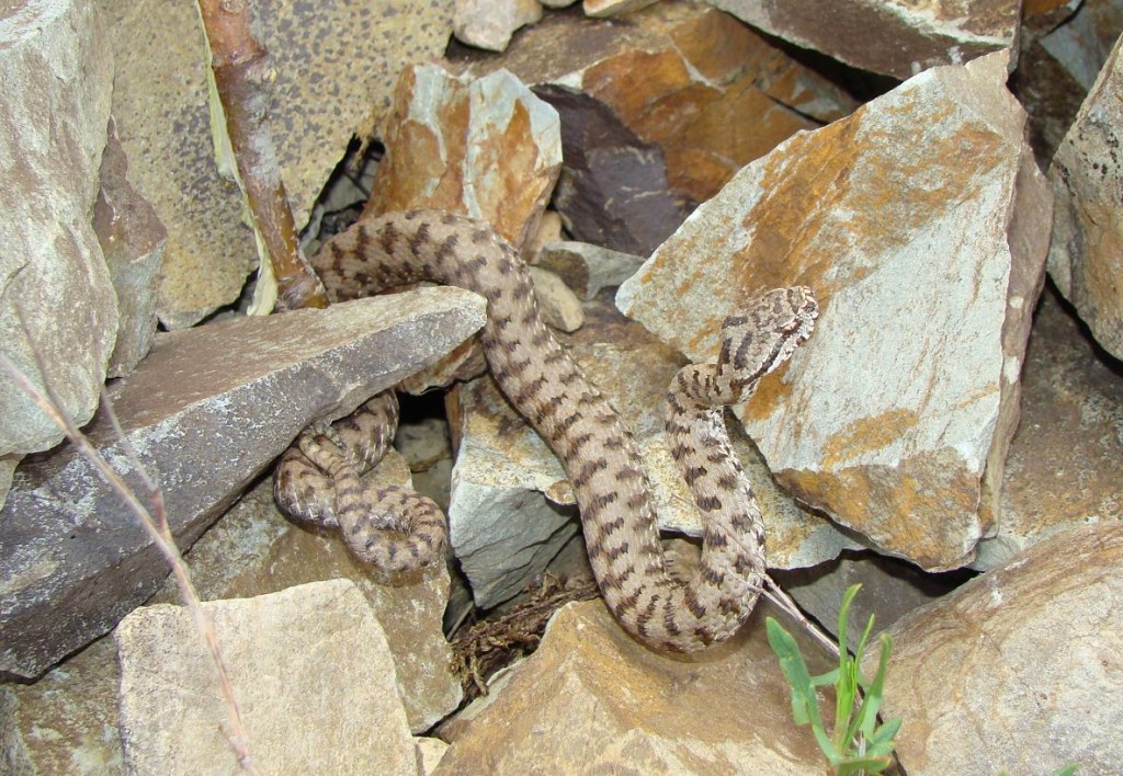 Mláďa vretenice Vipera aspis aspis.Foto Radek S.