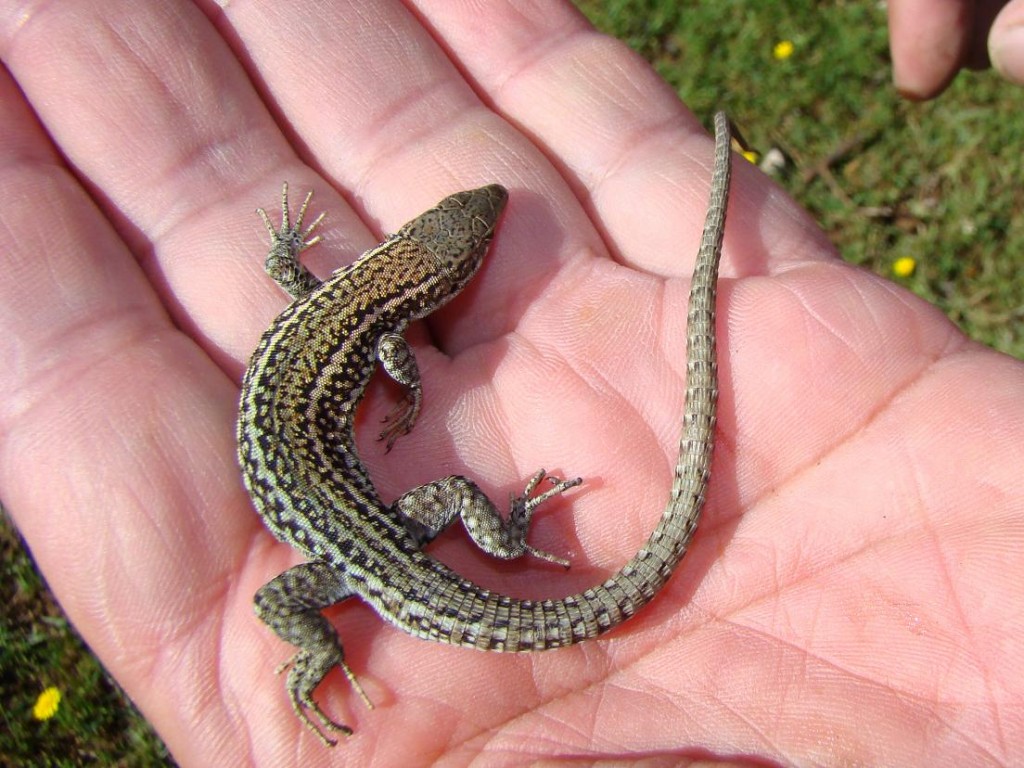 Jašterica španielska ( Podarcis hispanicus ), Segura. Foto R.S.