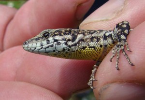 Jašterica španielská ( Podarcis hispanicus ), Segura. Foto R.S.