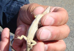 Jašterica múrová ( Podarcis muralis ), samička. Puerto de Navacerrada. Foto R.S